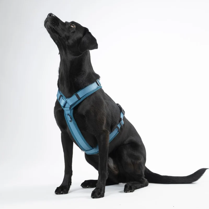 Y-Hundegeschirr Nova Petrol