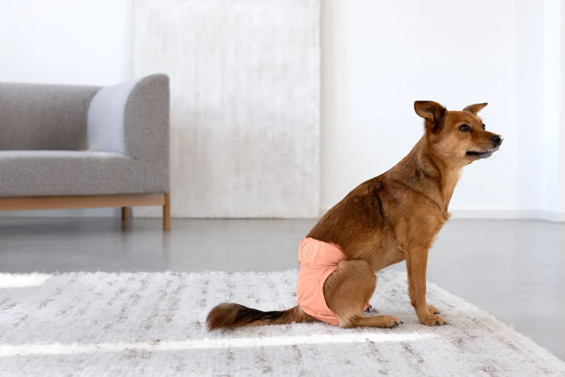 Bundle: 2 Läufigkeitshose & Hundewindel Glan Peach