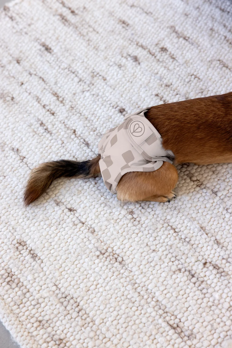 Läufigkeitshose & Hundewindel Glan Taupe