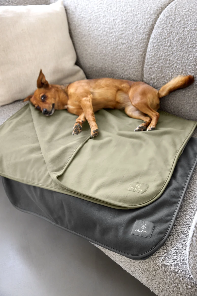 Hunde Schmutzfangmatte Benti Grün