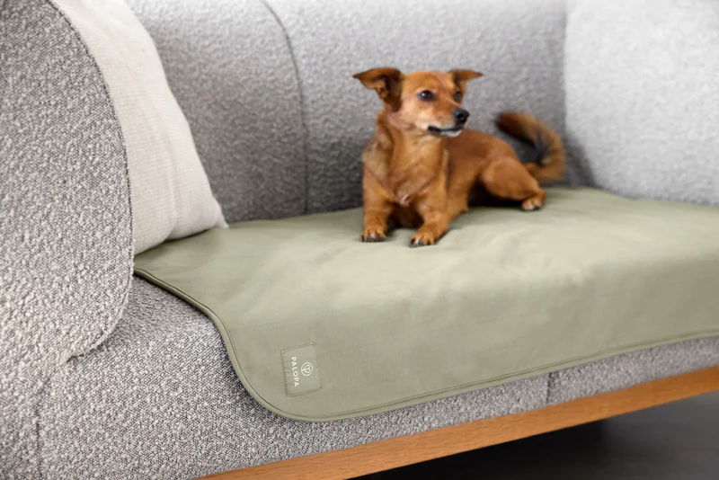 Hunde Schmutzfangmatte Benti Grün