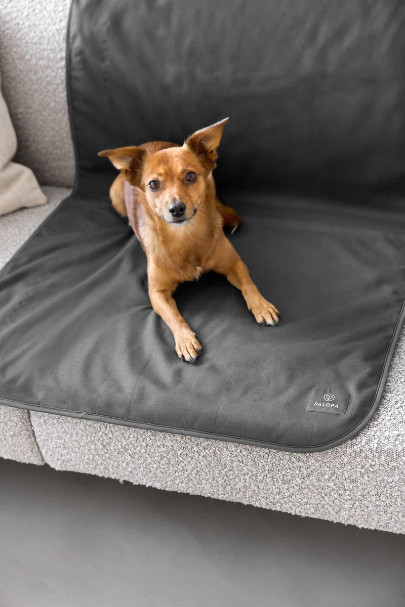 Hunde Schmutzfangmatte Benti Anthrazit