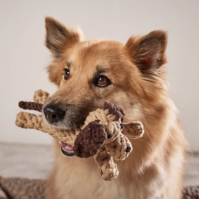 Hundespielzeug Doggy Dog Junior