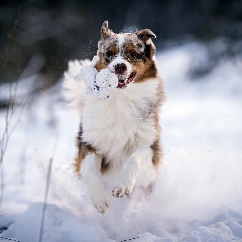 Hundespielzeug Welpe Tapsi