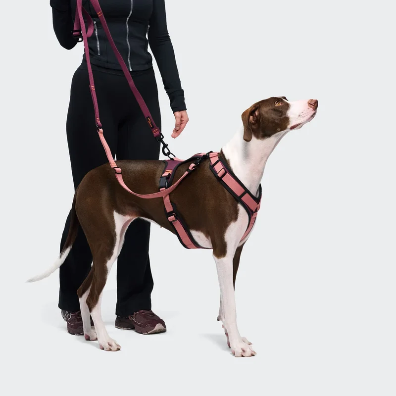 Y-3 Hundegeschirr AKTIV Softshell Aubergine/Soft Rose