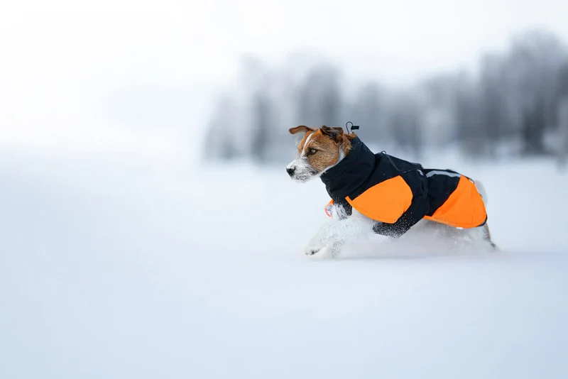 Glacier Jacket 3.0 Black / Orange
