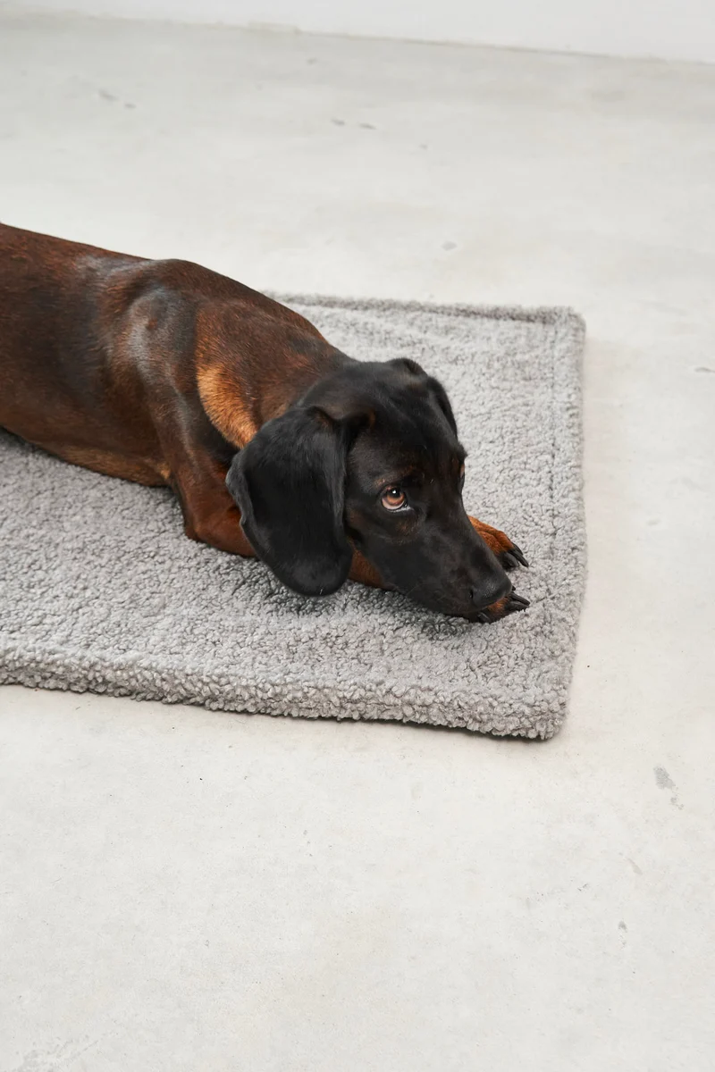 Senso Hundedecke Kiesel