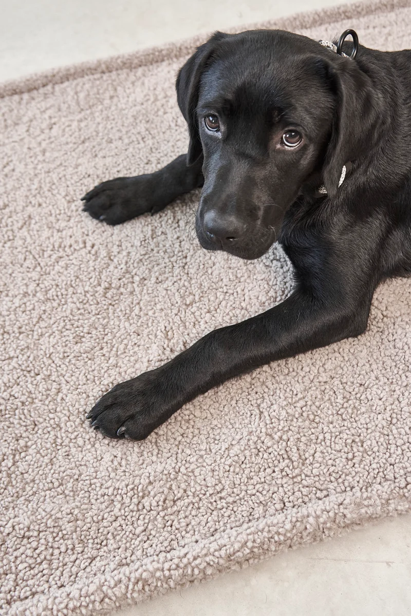 Senso Hundedecke Greige