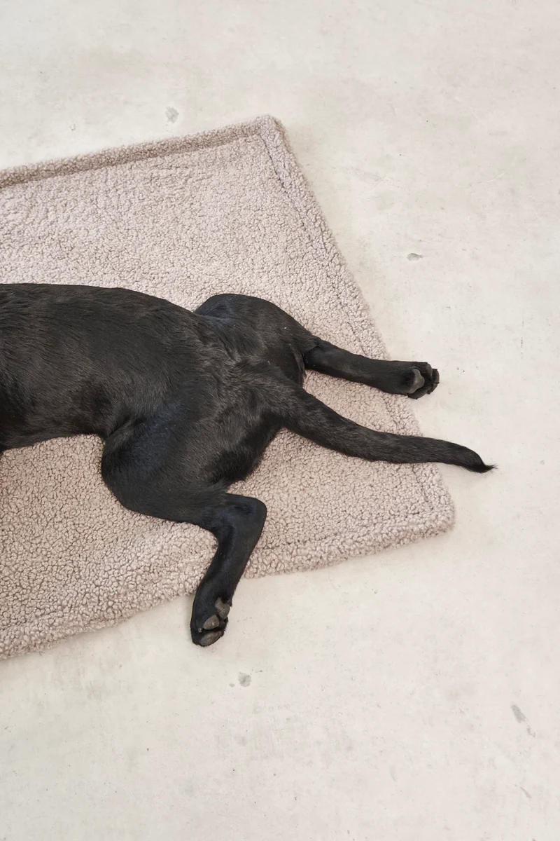 Senso Hundedecke Greige