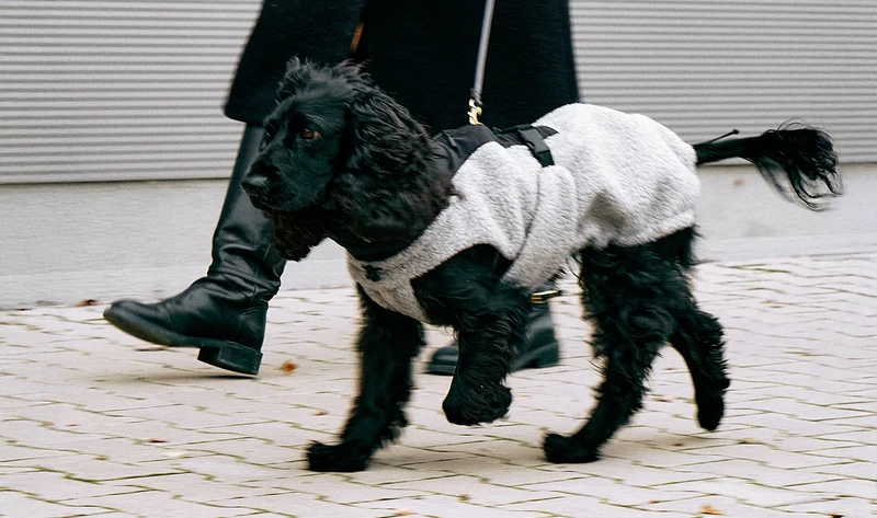 Hundemantel Emilia Kiesel - Schwarz