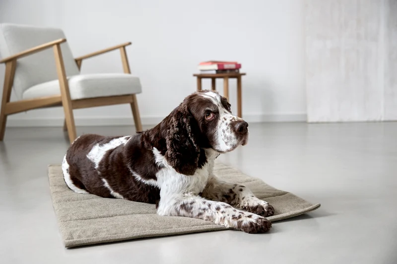 Hundematte Alma Greige