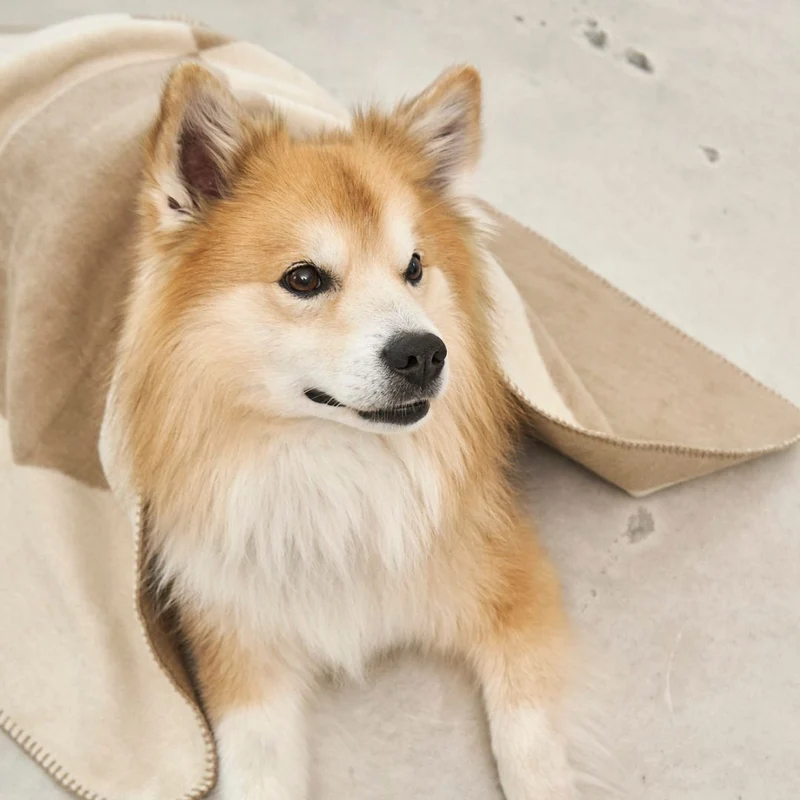 Ponte Hundedecke Nougat