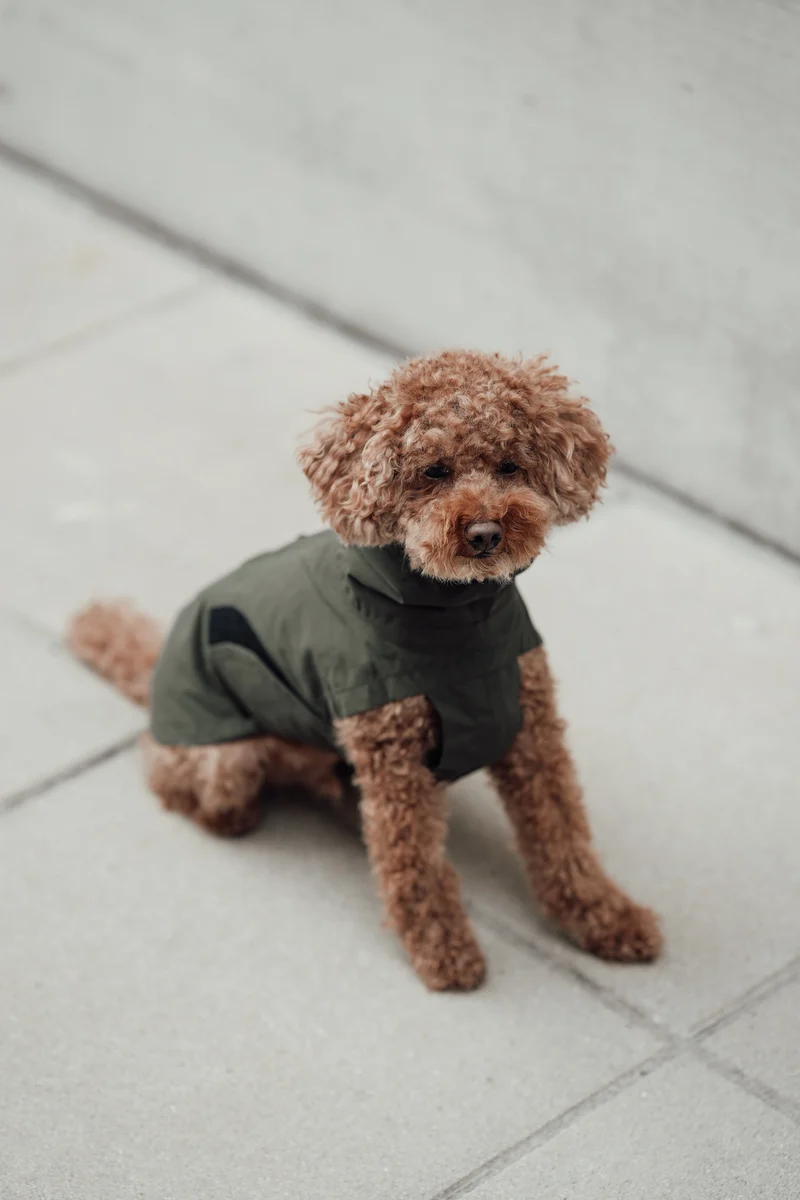 Hunderegenmantel Dublin 2.0 Dark Olive