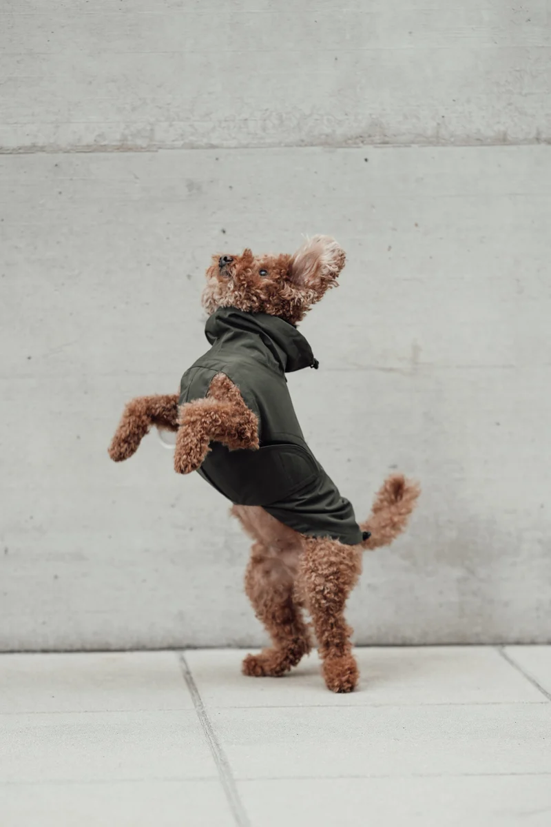 Hunderegenmantel Dublin 2.0 Dark Olive