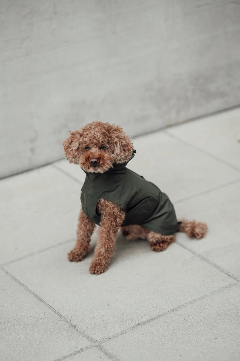 Hunderegenmantel Dublin 2.0 Dark Olive