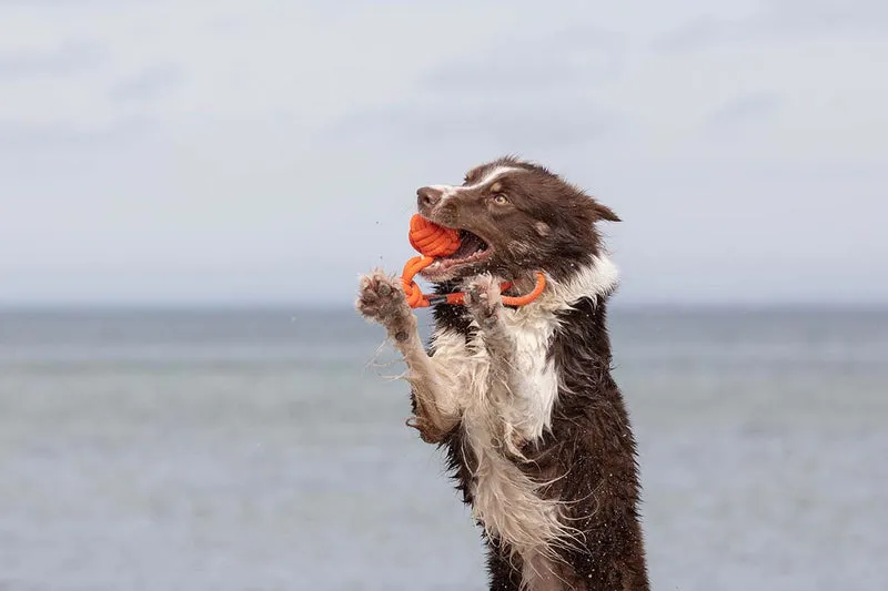 Eco Tau-Spielzeug Bolly Orange - Schwimmfähig