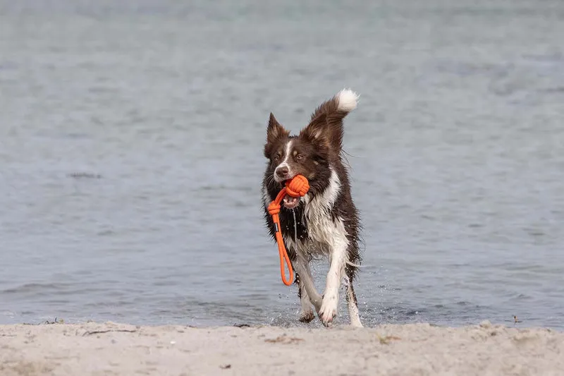 Eco Tau-Spielzeug Bolly Orange - Schwimmfähig