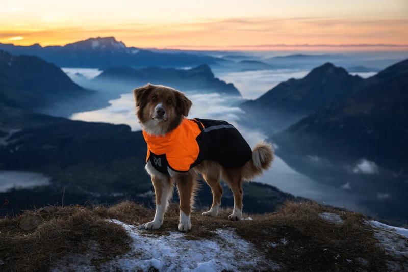 Fjord Raincoat 2.0 Orange / Black