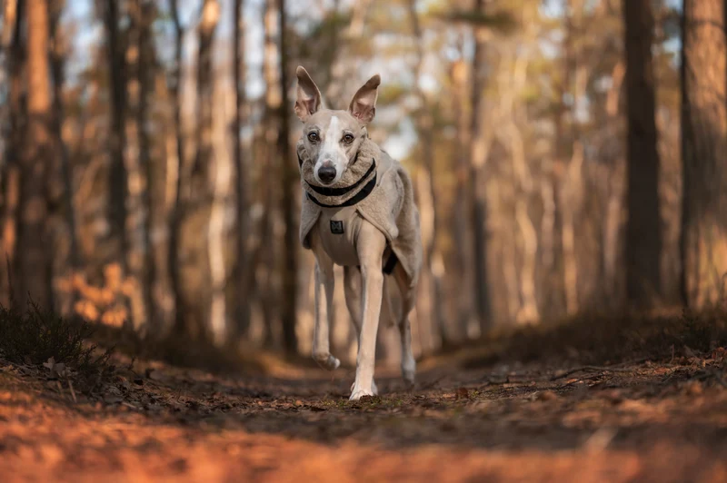 Wool Dog Jacket Sand