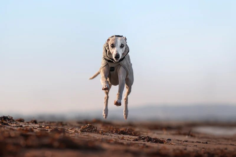 Wool Dog Jacket Sand