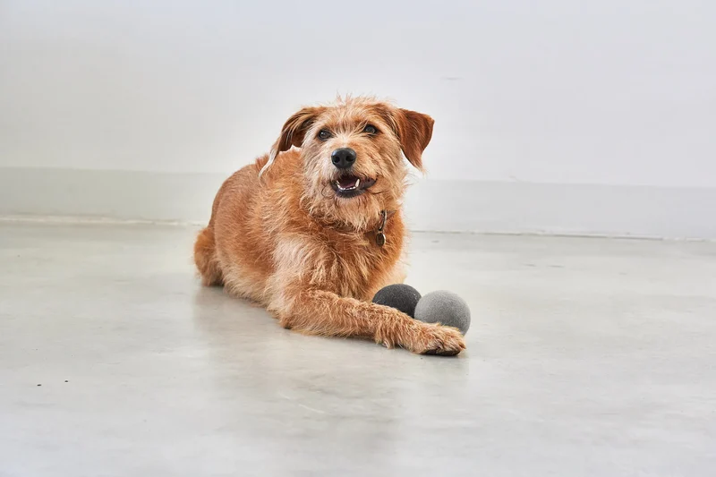 Globo Hundeball Beton