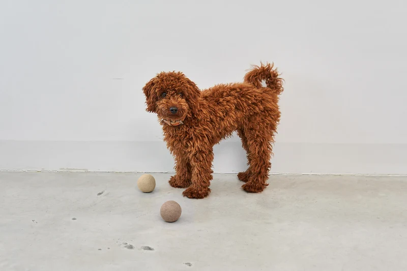 Globo Hundeball Nougat