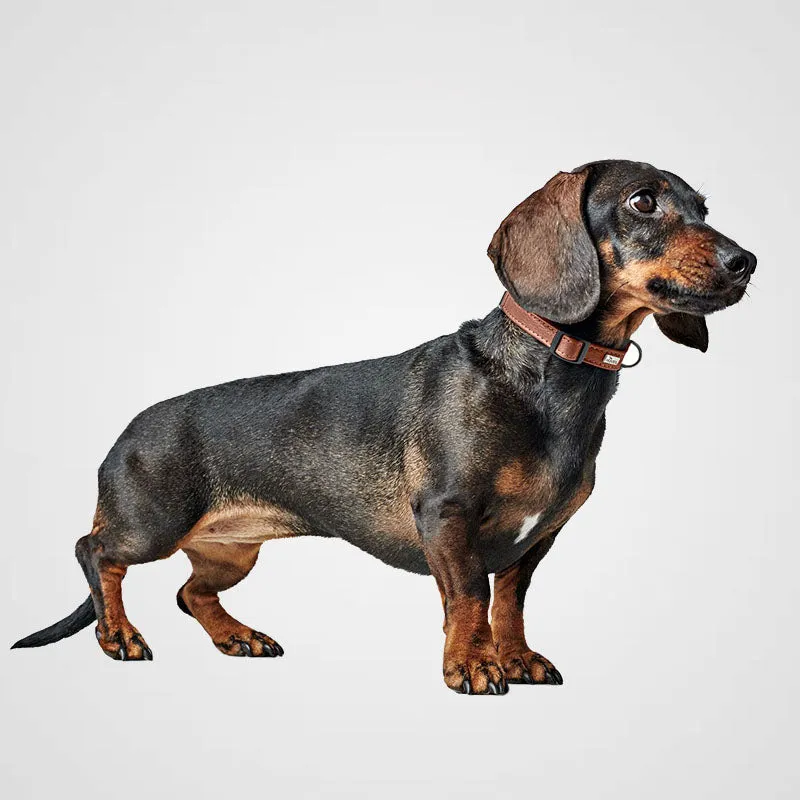 HUNTER - Halsung Canadian Up | Hundehalsband für kleine Hunde