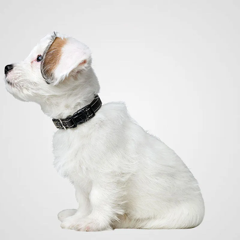 HUNTER - Halsung Canadian Up | Hundehalsband für kleine Hunde