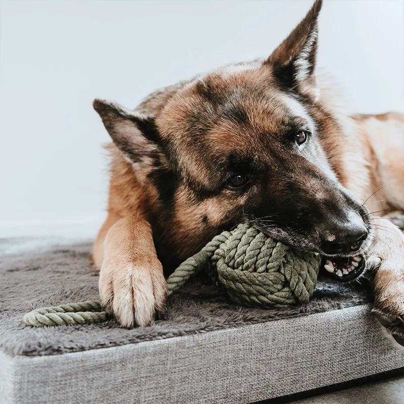 HUNTER Inari Spieltau - mit Ball | lustiges Spielzeug für Deinen Hund