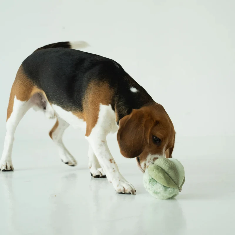 Schnüffelspielzeug Toto Small Silent