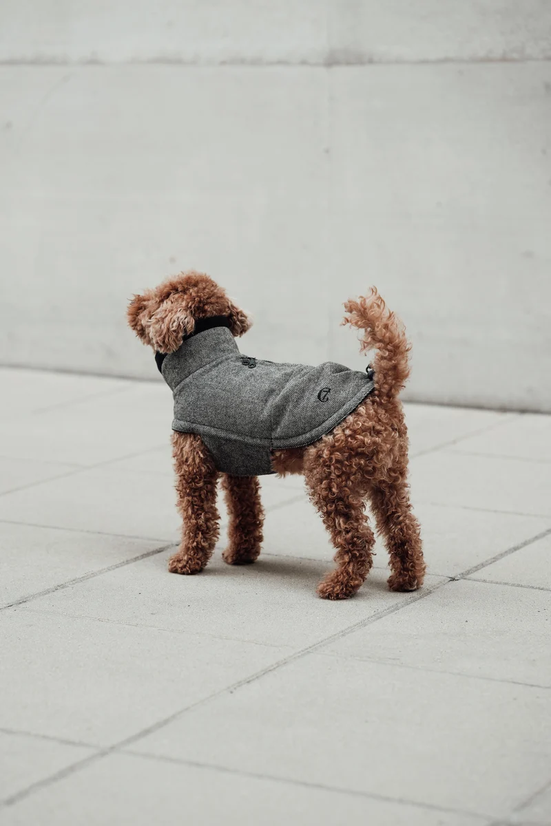 Hundemantel Brooklyn Tweed Black