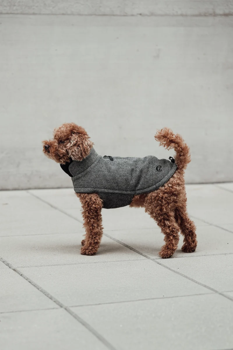 Hundemantel Brooklyn Tweed Black