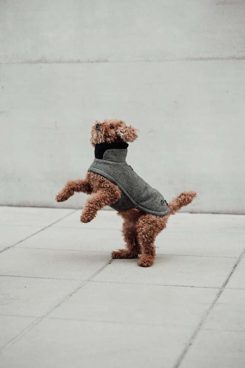 Hundemantel Brooklyn Tweed Black