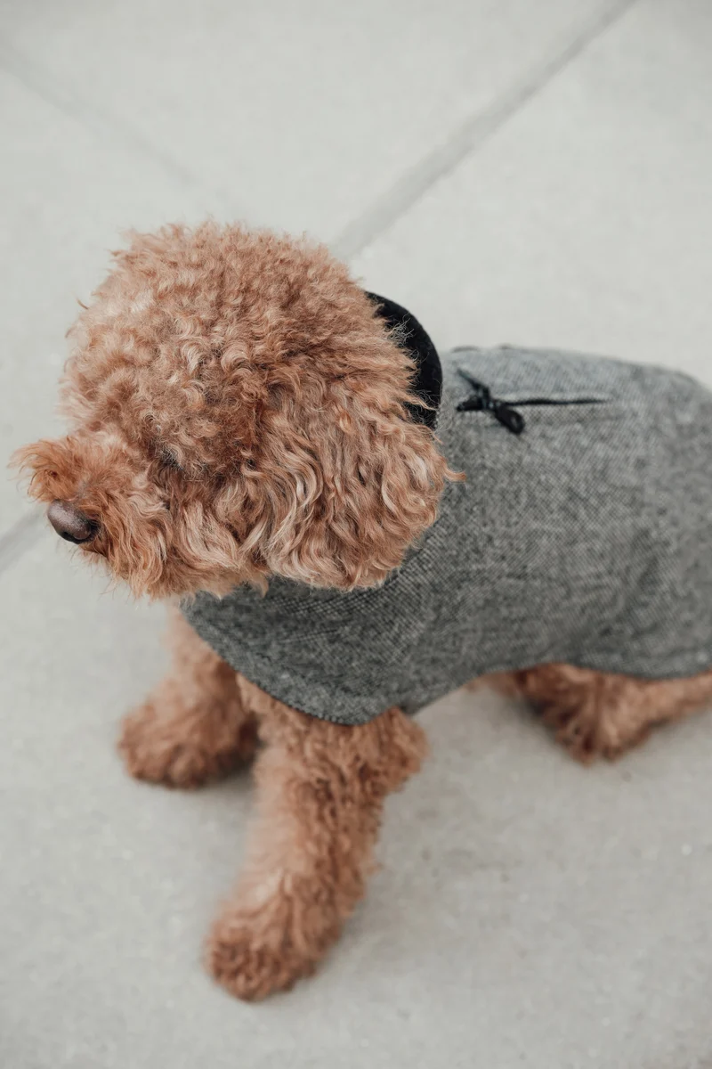 Hundemantel Brooklyn Tweed Black