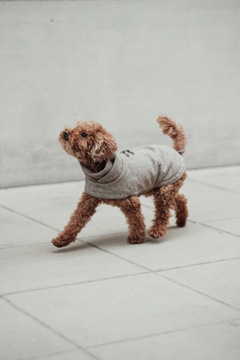 Hundemantel Brooklyn Tweed Beige