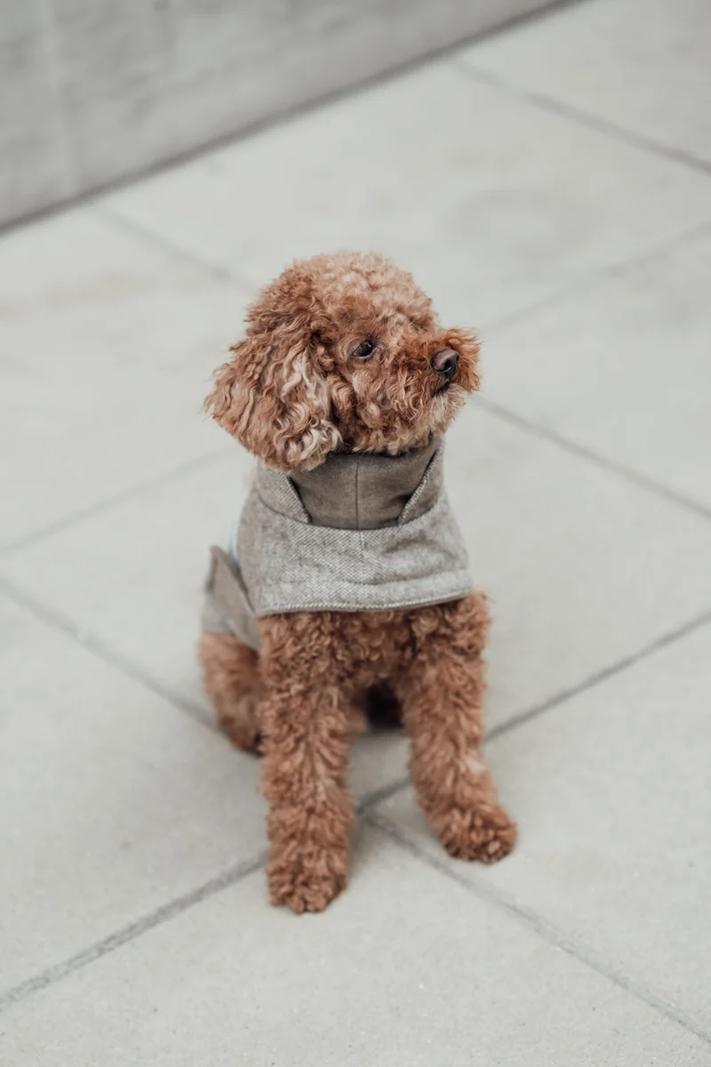 Hundemantel Brooklyn Tweed Beige