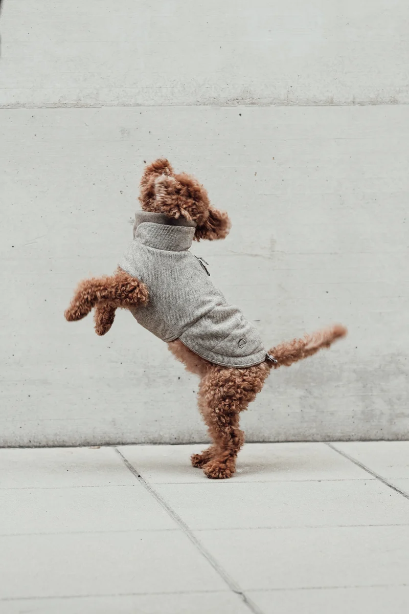 Hundemantel Brooklyn Tweed Beige