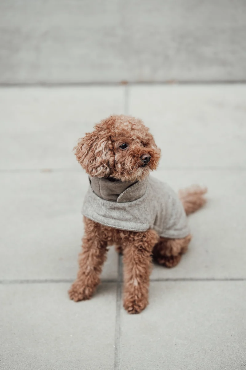 Hundemantel Brooklyn Tweed Beige