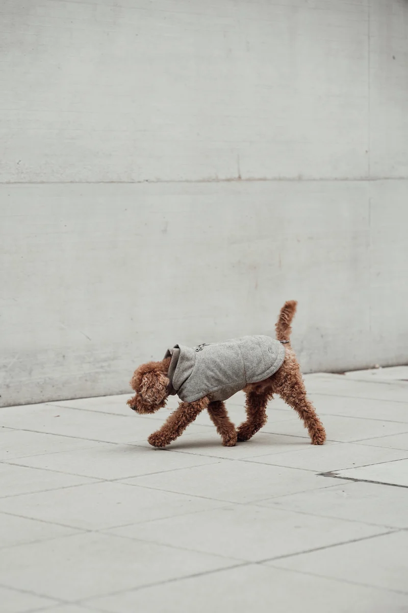 Hundemantel Brooklyn Tweed Beige