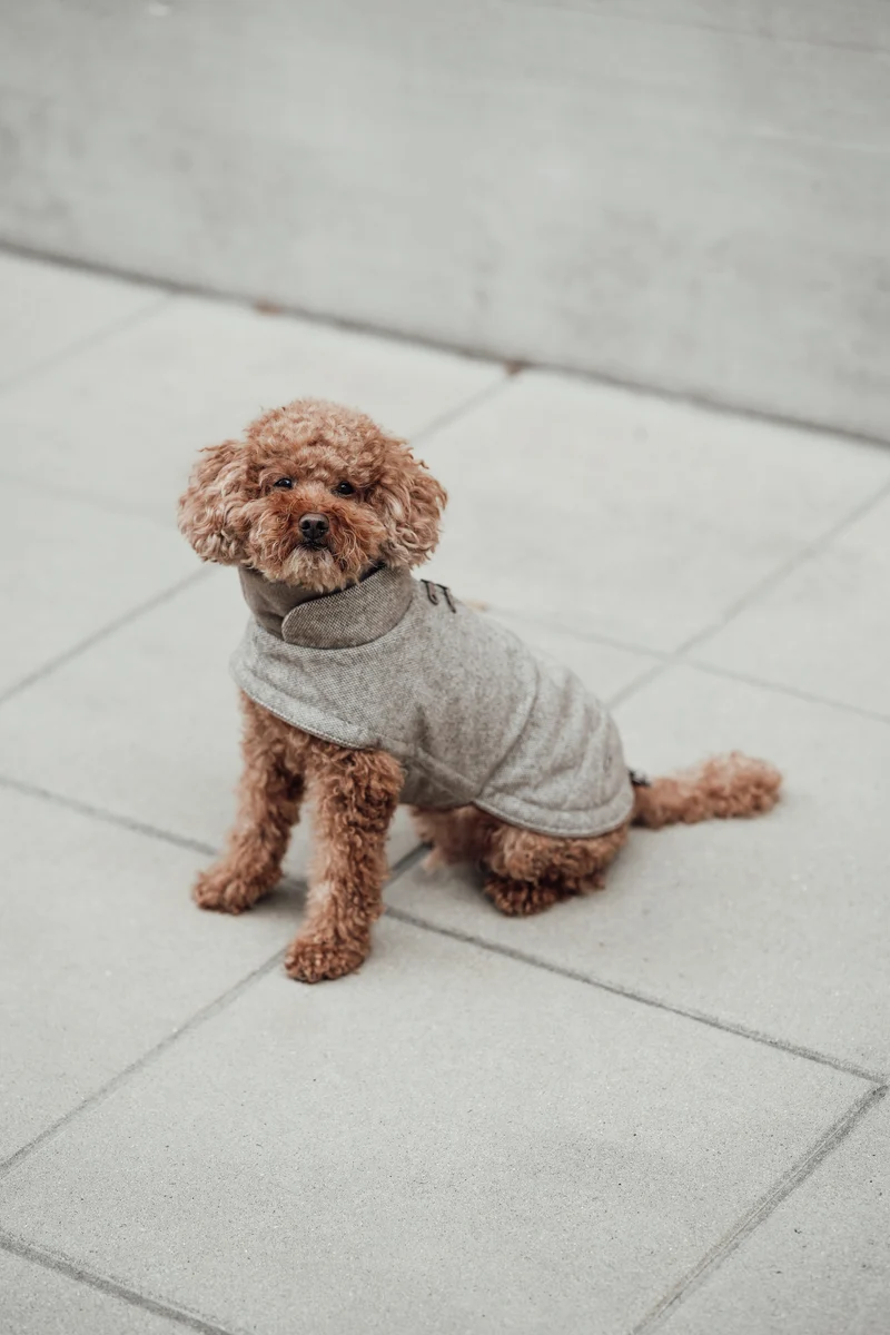 Hundemantel Brooklyn Tweed Beige