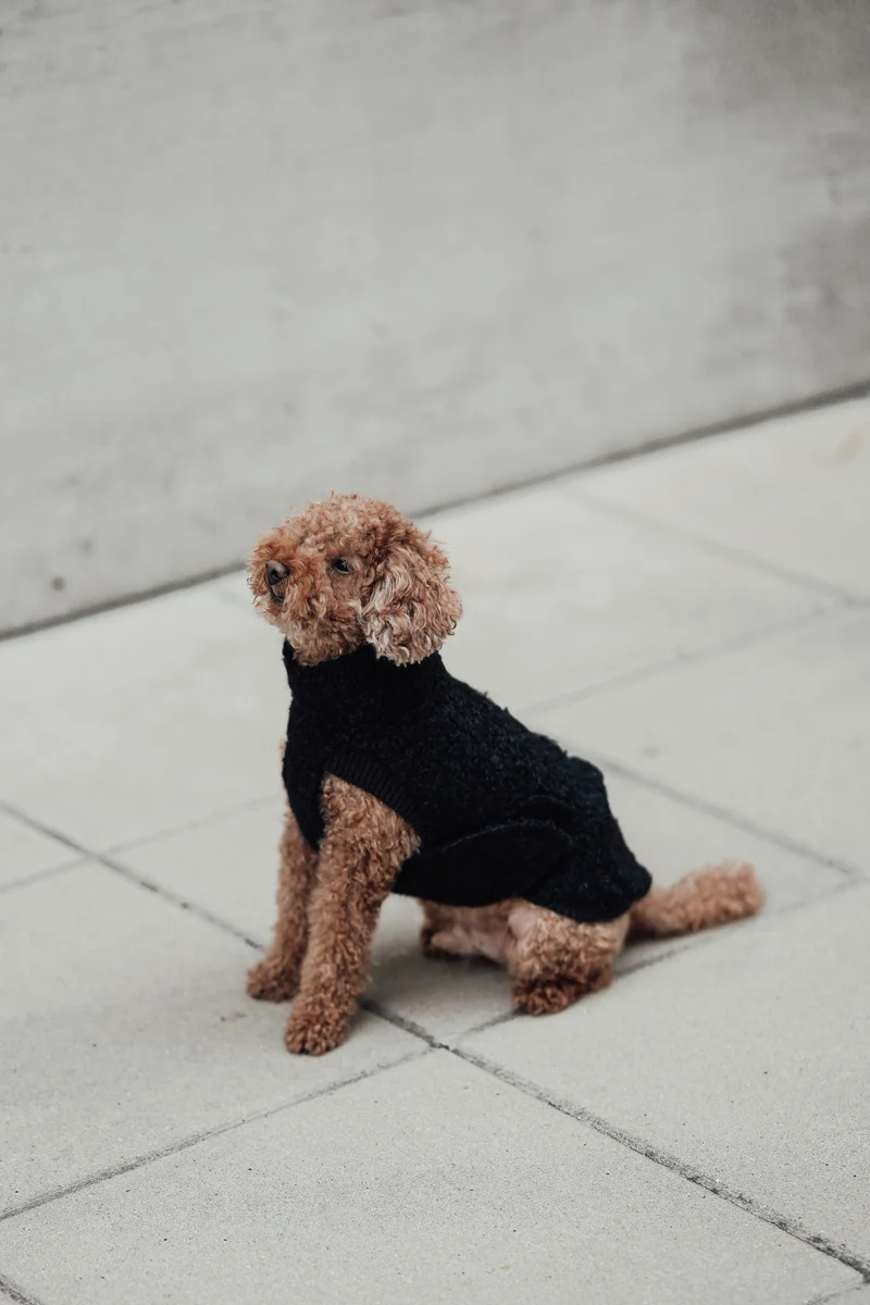 Hundepullover Gotland Anthra