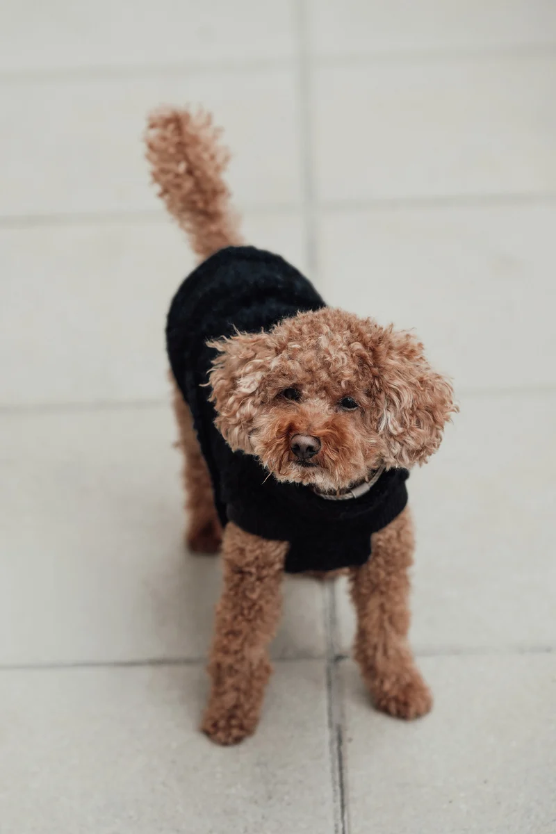 Hundepullover Gotland Anthra