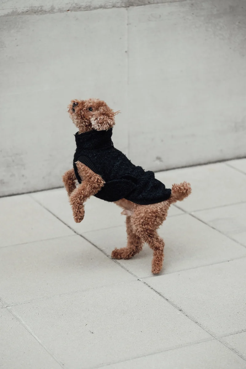 Hundepullover Gotland Anthra