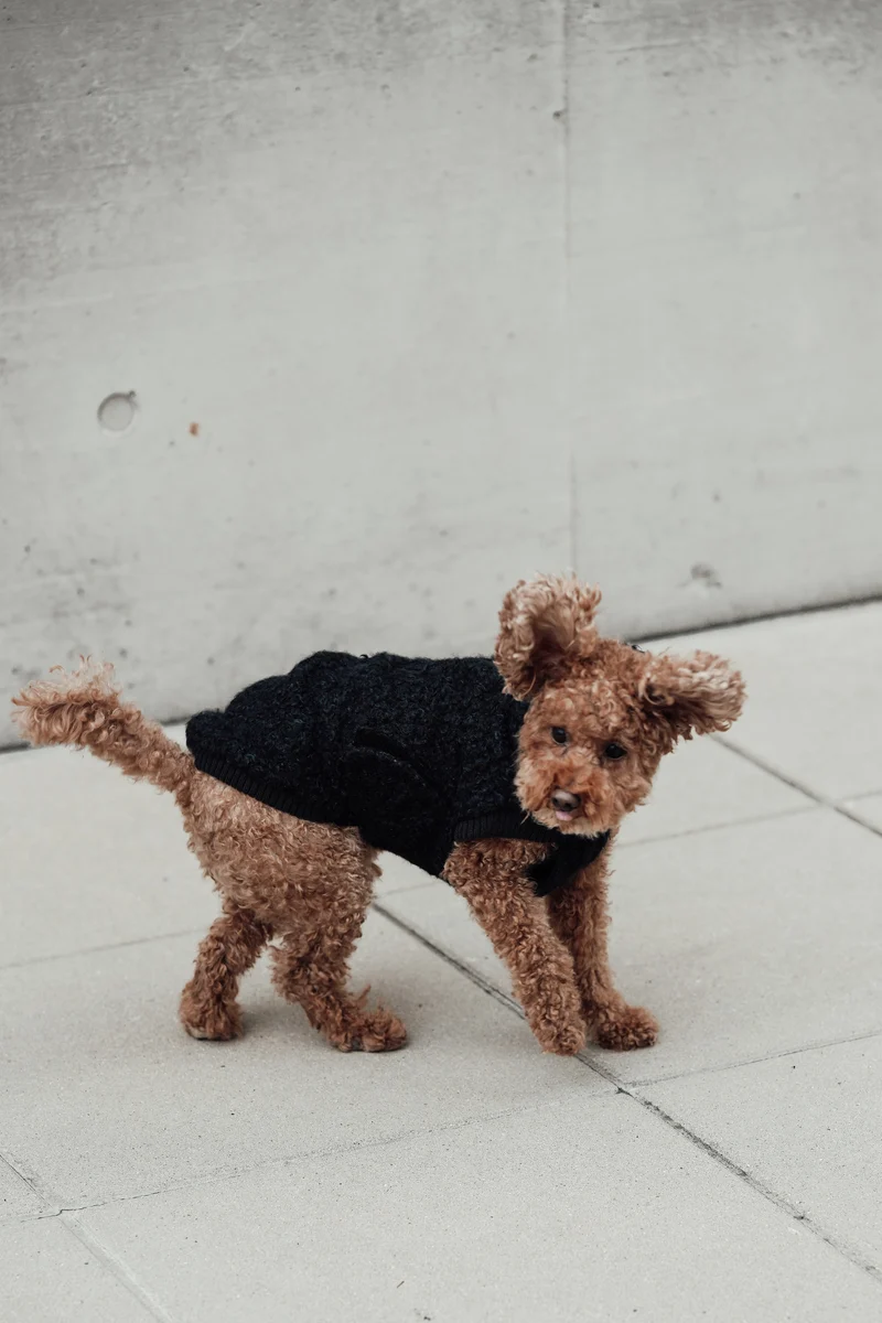 Hundepullover Gotland Anthra
