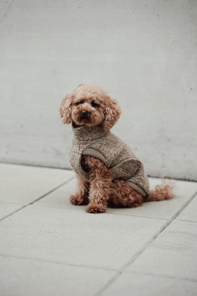 Hundepullover Gotland Sandy Brown