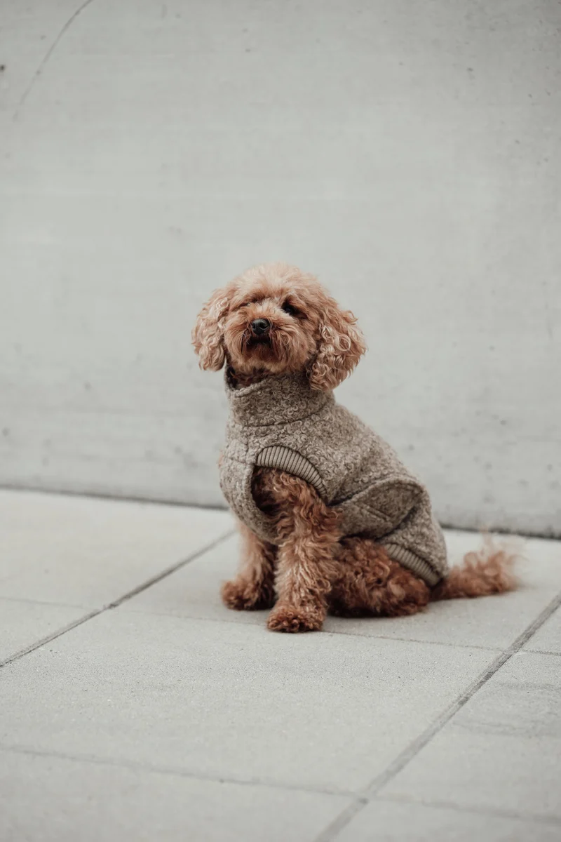 Hundepullover Gotland Sandy Brown