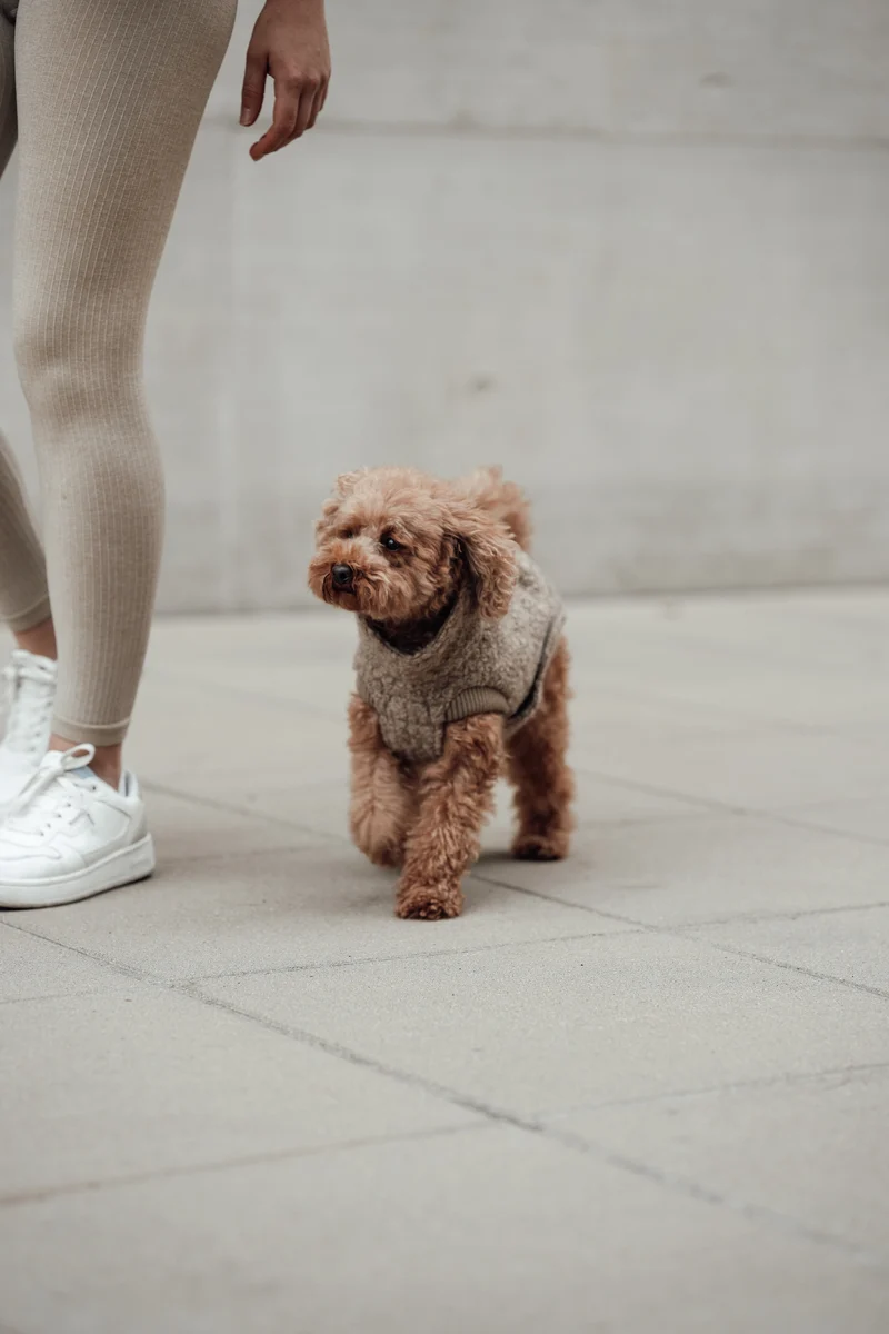 Hundepullover Gotland Sandy Brown
