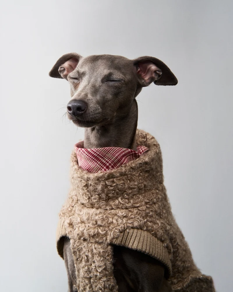 Hundepullover Gotland Sandy Brown