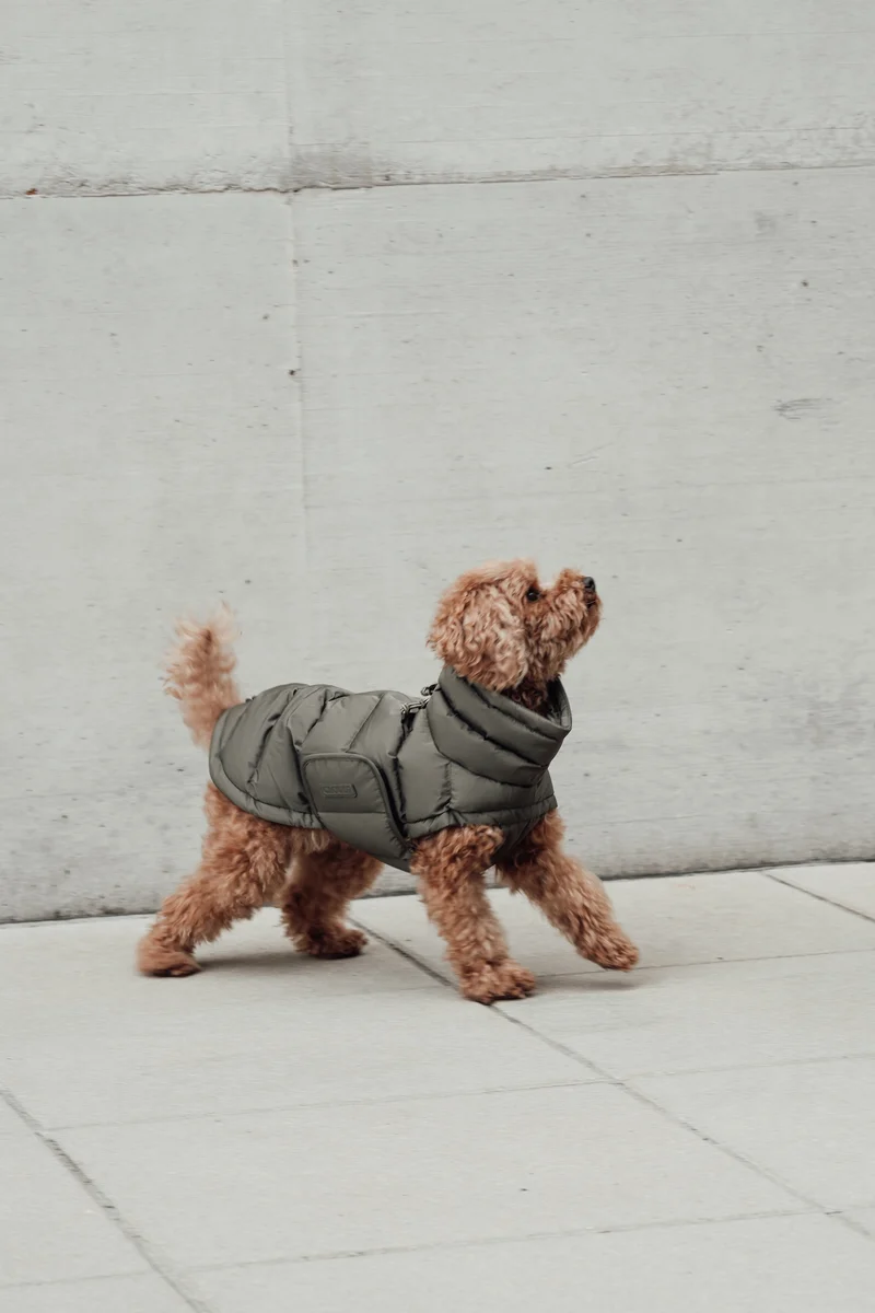Hundemantel Alaska Light Olive