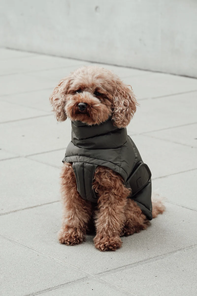 Hundemantel Alaska Light Olive